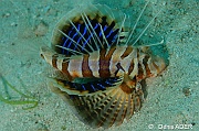 Parapterois hetururus Pterois a voile bleu-Liwutonkidi Island 2-16m-20180604-Denis-ADER-DSC_4021_tn